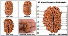 Load image into Gallery viewer, 17 Mukhi Nepalese Rudraksha - Bead No. 25
