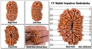 17 Mukhi Nepalese Rudraksha - Bead No. 25