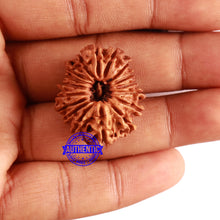 Load image into Gallery viewer, 17 Mukhi Nepalese Rudraksha - Bead No. 56
