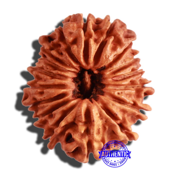 17 Mukhi Nepalese Rudraksha - Bead No. 56