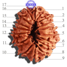 Load image into Gallery viewer, 17 Mukhi Nepalese Rudraksha - Bead No. 56
