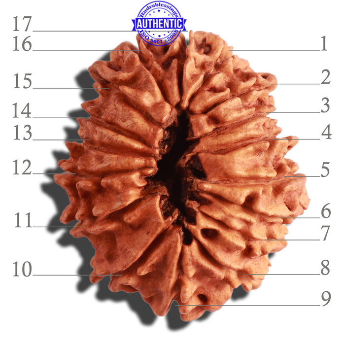 17 Mukhi Nepalese Rudraksha - Bead No. 56