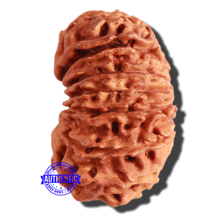 17 Mukhi Nepalese Rudraksha - Bead No. 56
