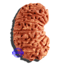 Load image into Gallery viewer, 17 Mukhi Nepalese Rudraksha - Bead No. 56
