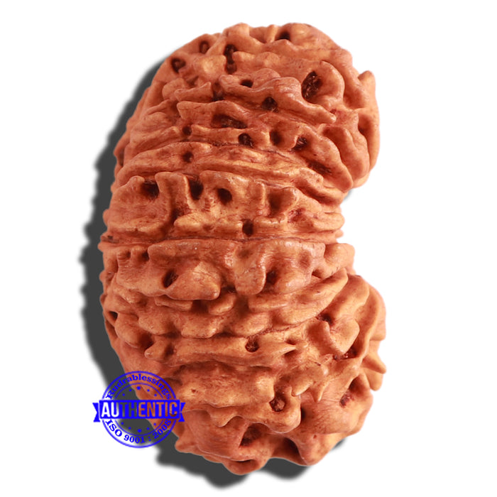 17 Mukhi Nepalese Rudraksha - Bead No. 56