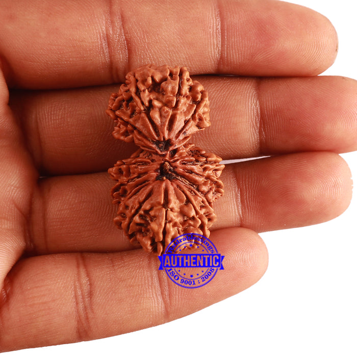 17 Mukhi Nepalese Gaurishankar  Rudraksha - Bead No. 57