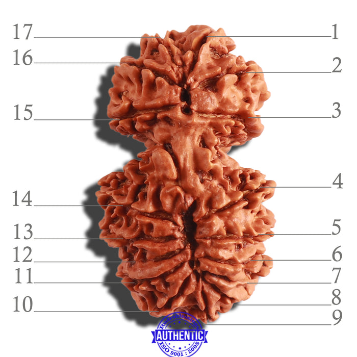 17 Mukhi Nepalese Gaurishankar  Rudraksha - Bead No. 57