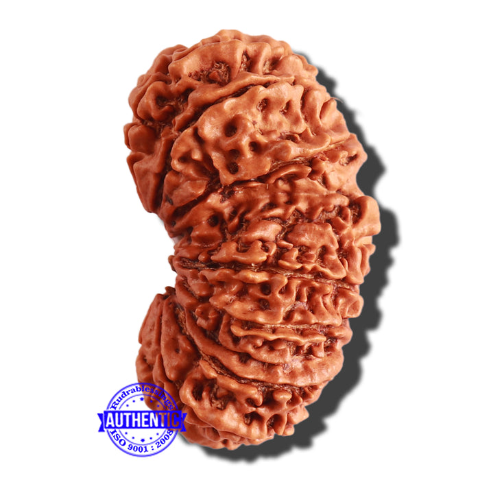17 Mukhi Nepalese Gaurishankar  Rudraksha - Bead No. 57
