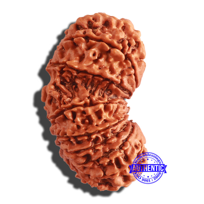 17 Mukhi Nepalese Gaurishankar  Rudraksha - Bead No. 57