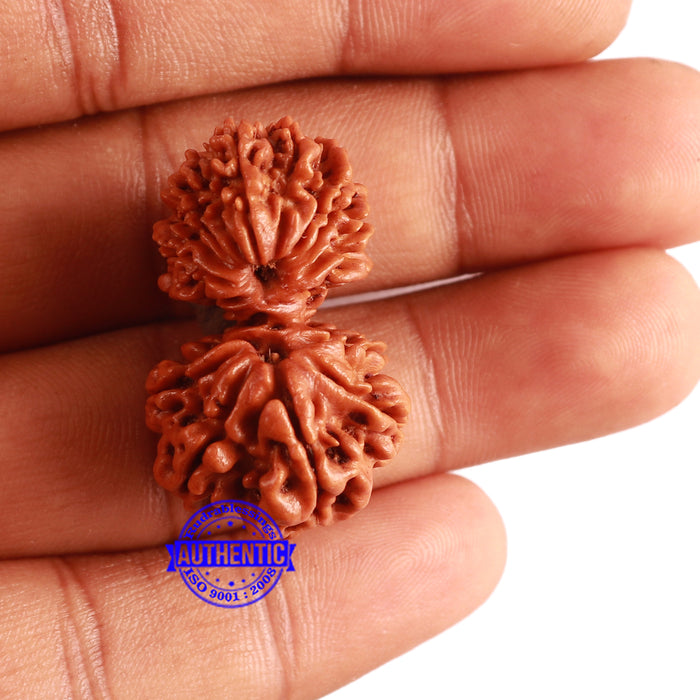17 Mukhi Nepalese Gaurishankar  Rudraksha - Bead No. 59