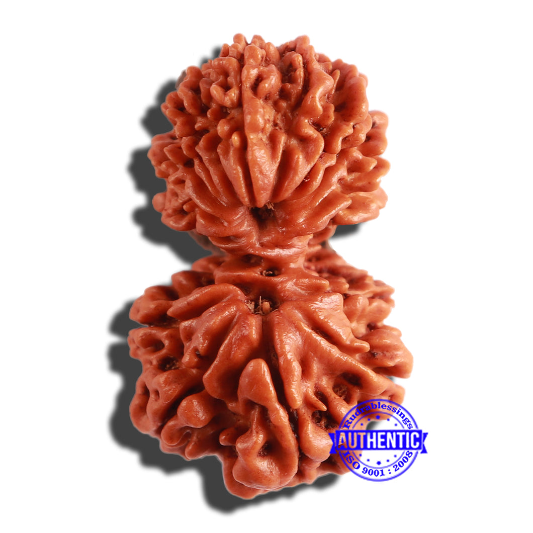 17 Mukhi Nepalese Gaurishankar  Rudraksha - Bead No. 59