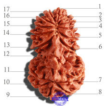 Load image into Gallery viewer, 17 Mukhi Nepalese Gaurishankar  Rudraksha - Bead No. 59
