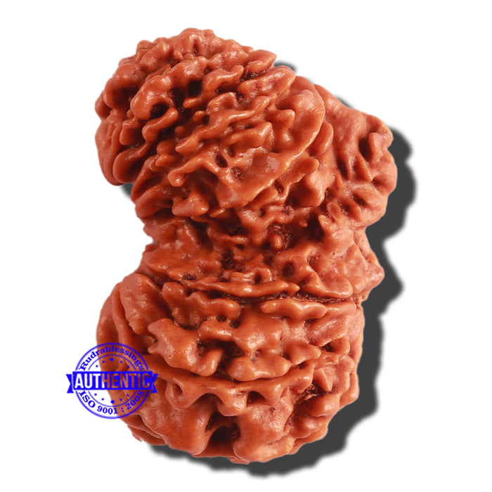17 Mukhi Nepalese Gaurishankar  Rudraksha - Bead No. 59