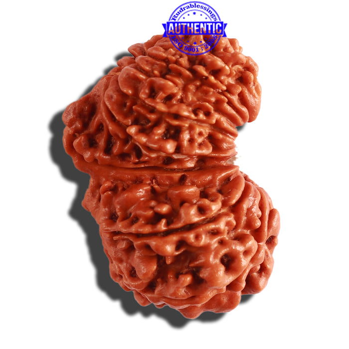 17 Mukhi Nepalese Gaurishankar  Rudraksha - Bead No. 59