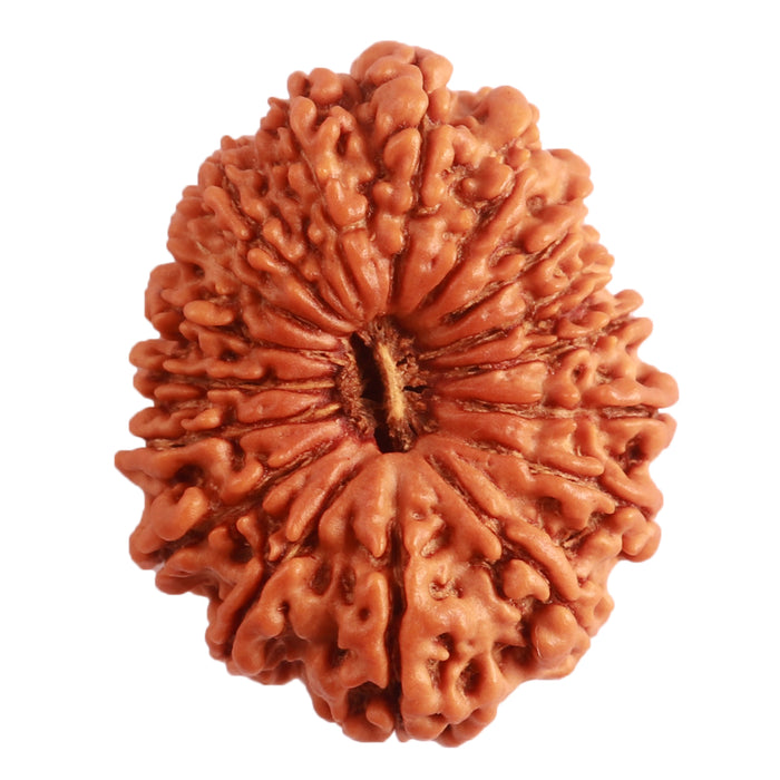 17 Mukhi Nepalese Rudraksha - Bead No. 60