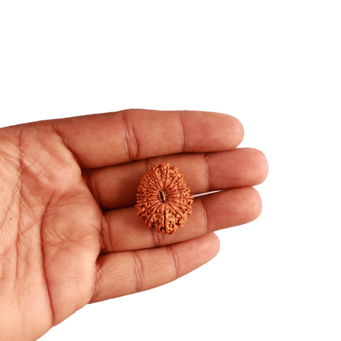 17 Mukhi Nepalese Rudraksha - Bead No. 60