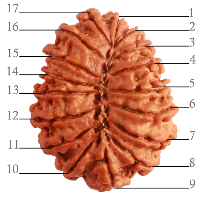 17 Mukhi Nepalese Rudraksha - Bead No. 60