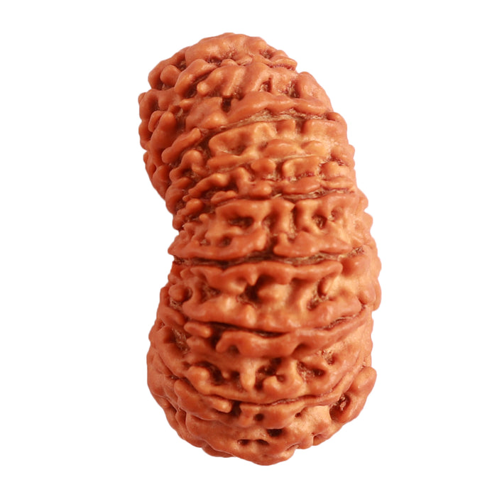 17 Mukhi Nepalese Rudraksha - Bead No. 60