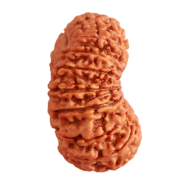 17 Mukhi Nepalese Rudraksha - Bead No. 60
