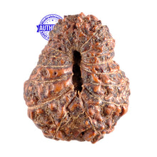 Load image into Gallery viewer, 17 Mukhi Rudraksha from Indonesia - Bead No. 84
