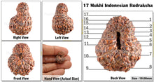 Load image into Gallery viewer, 17 Mukhi Rudraksha from Indonesia - Bead No. 84
