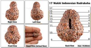17 Mukhi Rudraksha from Indonesia - Bead No. 84