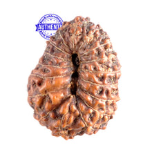 Load image into Gallery viewer, 17 Mukhi Rudraksha from Indonesia - Bead No. 85
