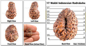17 Mukhi Rudraksha from Indonesia - Bead No. 85
