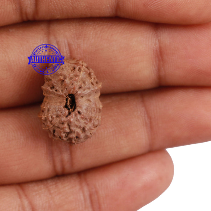 17 Mukhi Rudraksha from Indonesia - Bead No. 148
