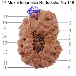 17 Mukhi Rudraksha from Indonesia - Bead No. 148