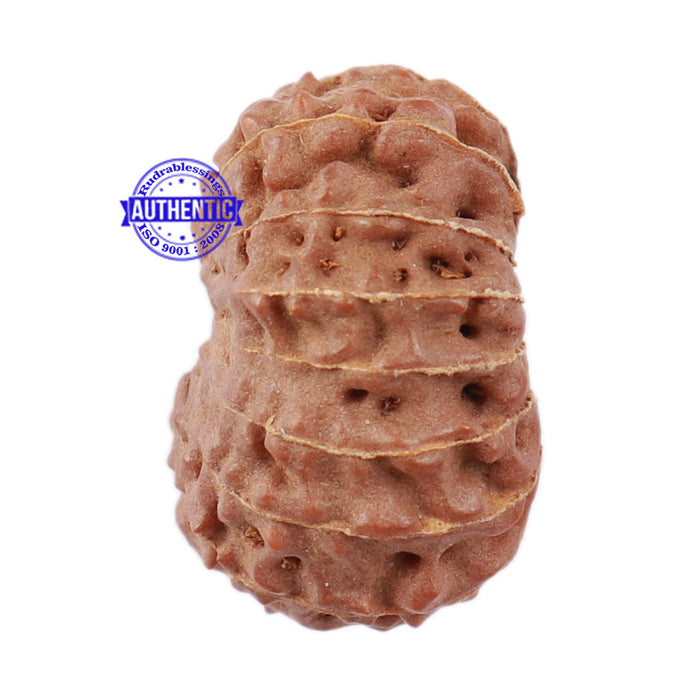 17 Mukhi Rudraksha from Indonesia - Bead No. 148