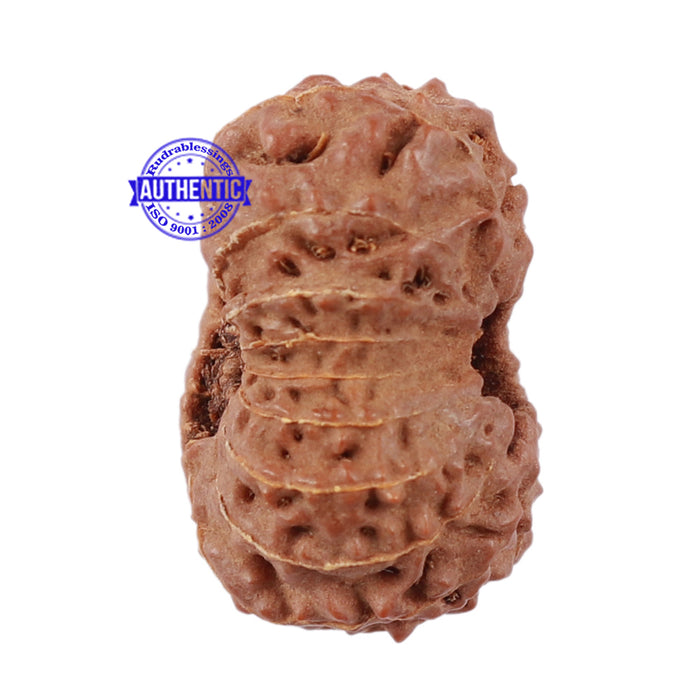 17 Mukhi Rudraksha from Indonesia - Bead No. 148