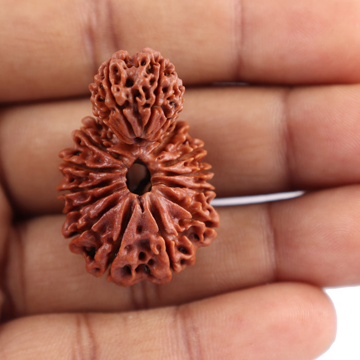 17 Mukhi Nepalese Garbhgauri Rudraksha - Bead No. 30