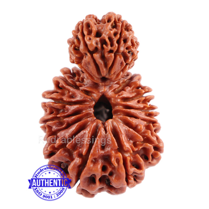 17 Mukhi Nepalese Garbhgauri Rudraksha - Bead No. 30