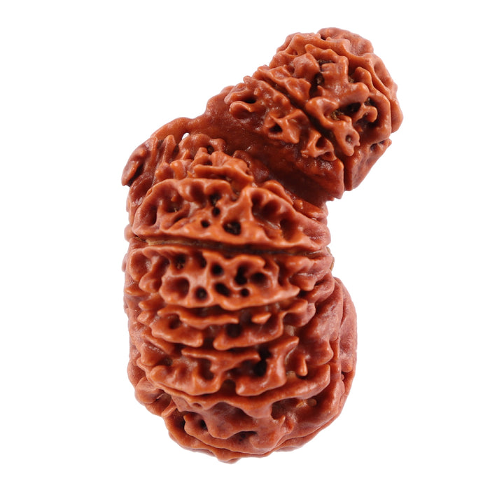 17 Mukhi Nepalese Garbhgauri Rudraksha - Bead No. 30