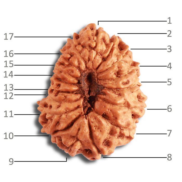 17 Mukhi Rudraksha from Indonesia - Bead No. 156