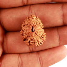 Load image into Gallery viewer, 17 Mukhi Rudraksha from Indonesia - Bead No. 156
