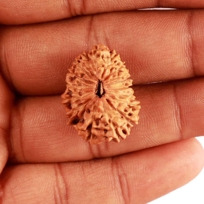 17 Mukhi Rudraksha from Indonesia - Bead No. 156