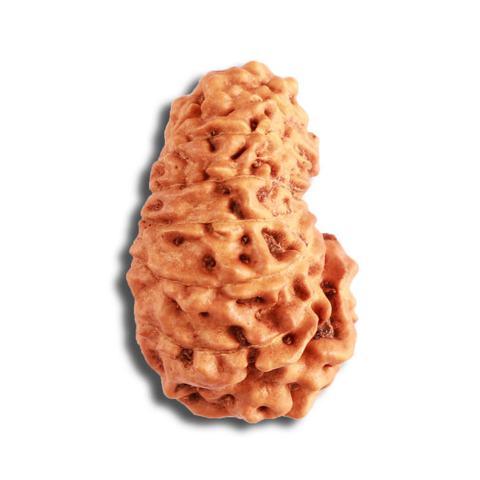 17 Mukhi Rudraksha from Indonesia - Bead No. 156