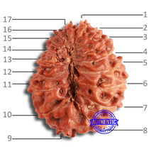 Load image into Gallery viewer, 17 Mukhi Rudraksha from Indonesia - Bead No. 169
