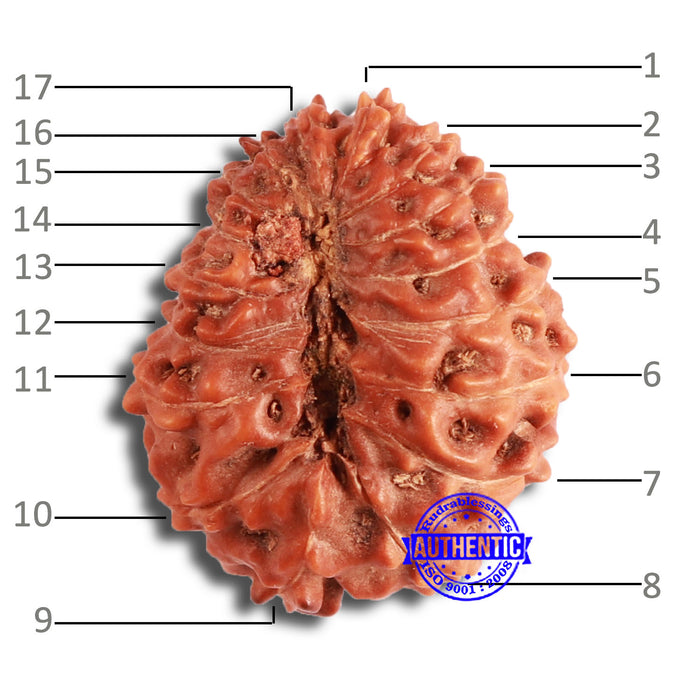 17 Mukhi Rudraksha from Indonesia - Bead No. 169