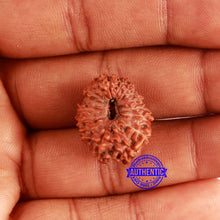 Load image into Gallery viewer, 17 Mukhi Rudraksha from Indonesia - Bead No. 157
