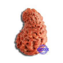 Load image into Gallery viewer, 17 Mukhi Rudraksha from Indonesia - Bead No. 169
