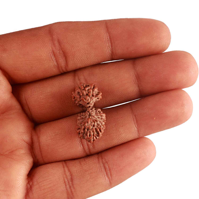 17 Mukhi Gaurishankar Rudraksha from Indonesia - Bead No. 161