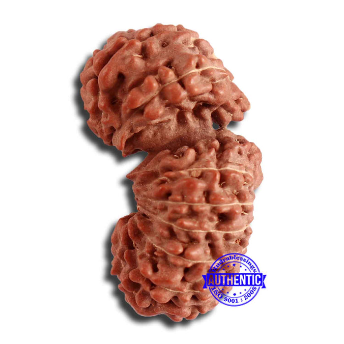 17 Mukhi Gaurishankar Rudraksha from Indonesia - Bead No. 161