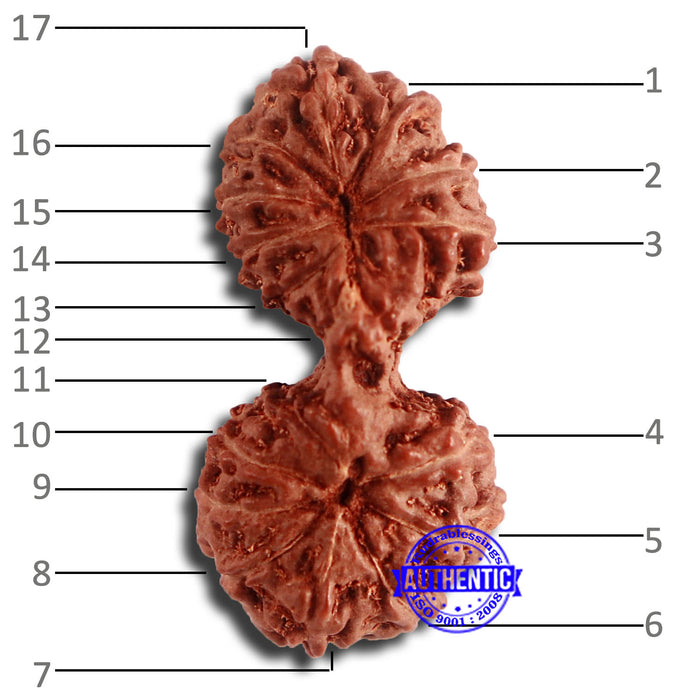 17 Mukhi Gaurishankar Rudraksha from Indonesia - Bead No. 162