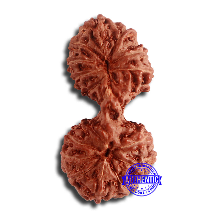17 Mukhi Gaurishankar Rudraksha from Indonesia - Bead No. 162