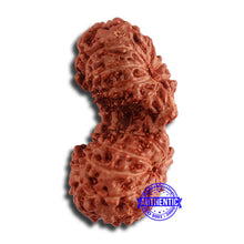Load image into Gallery viewer, 17 Mukhi Gaurishankar Rudraksha from Indonesia - Bead No. 162
