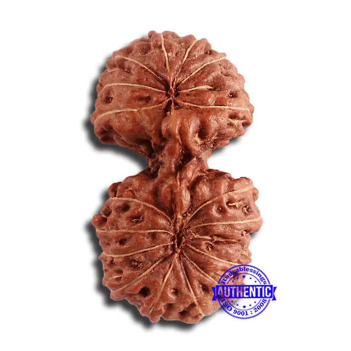 17 Mukhi Gaurishankar Rudraksha from Indonesia - Bead No. 163