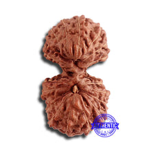 Load image into Gallery viewer, 17 Mukhi Gaurishankar Rudraksha from Indonesia - Bead No. 163
